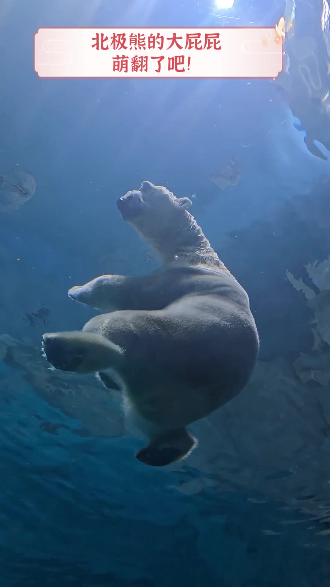 北极熊的大屁屁,萌翻了吧!