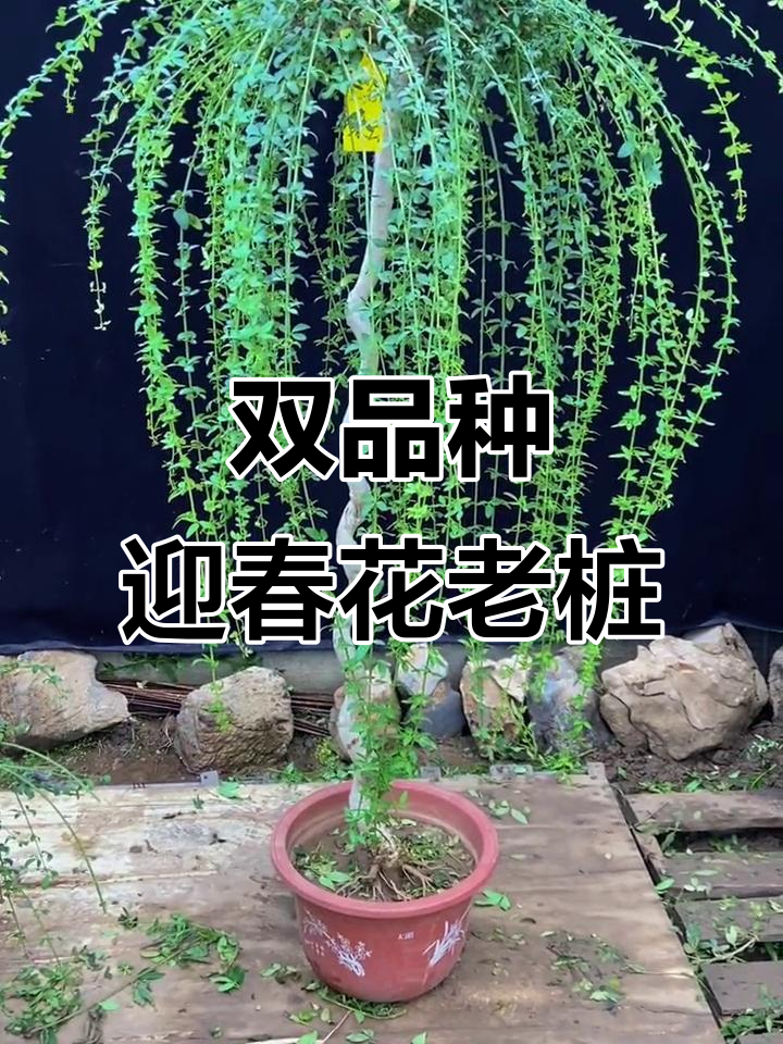 迎春花老桩嫁接新品种,绿苔与绿云双美呈现