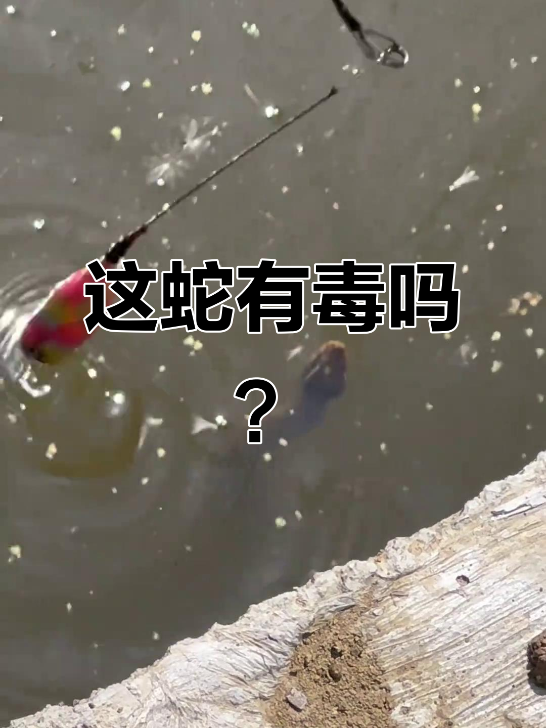 这是什么蛇?看起来有点危险,快远离!