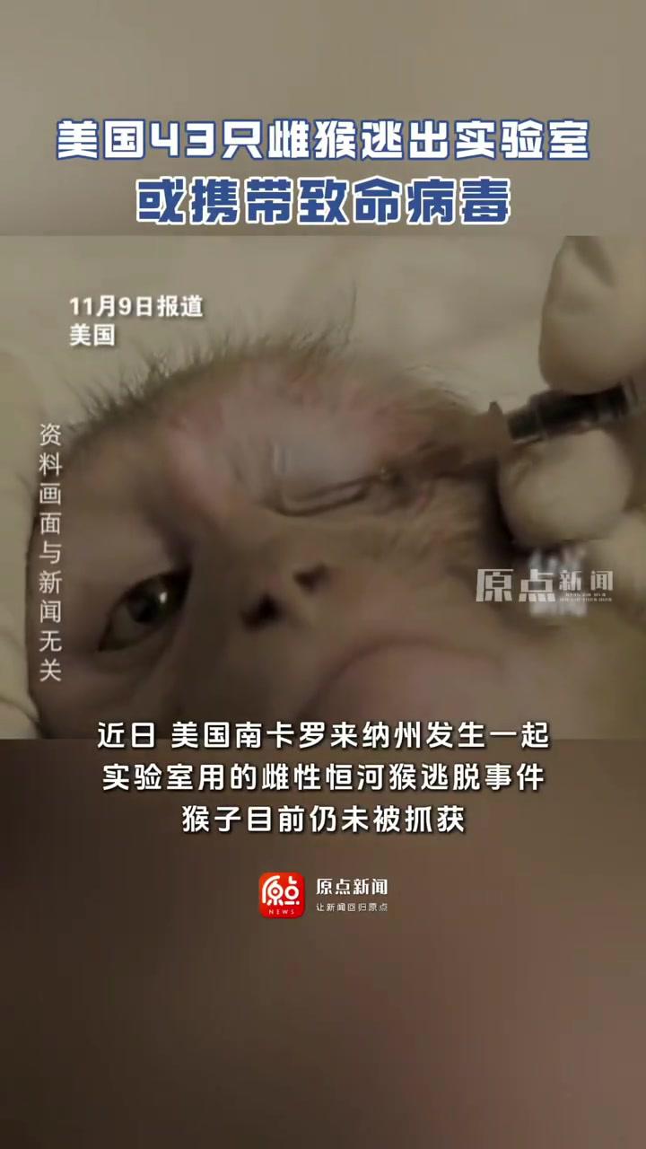 美国43只雌猴逃出实验室或携带致命病毒目前仍未抓获