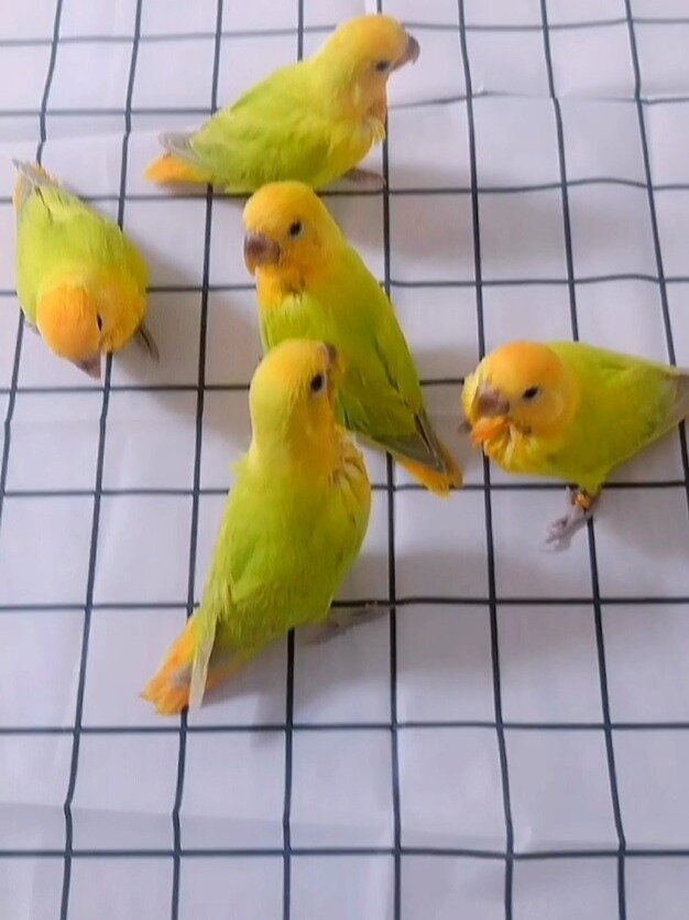 牡丹鹦鹉-金头澳闪