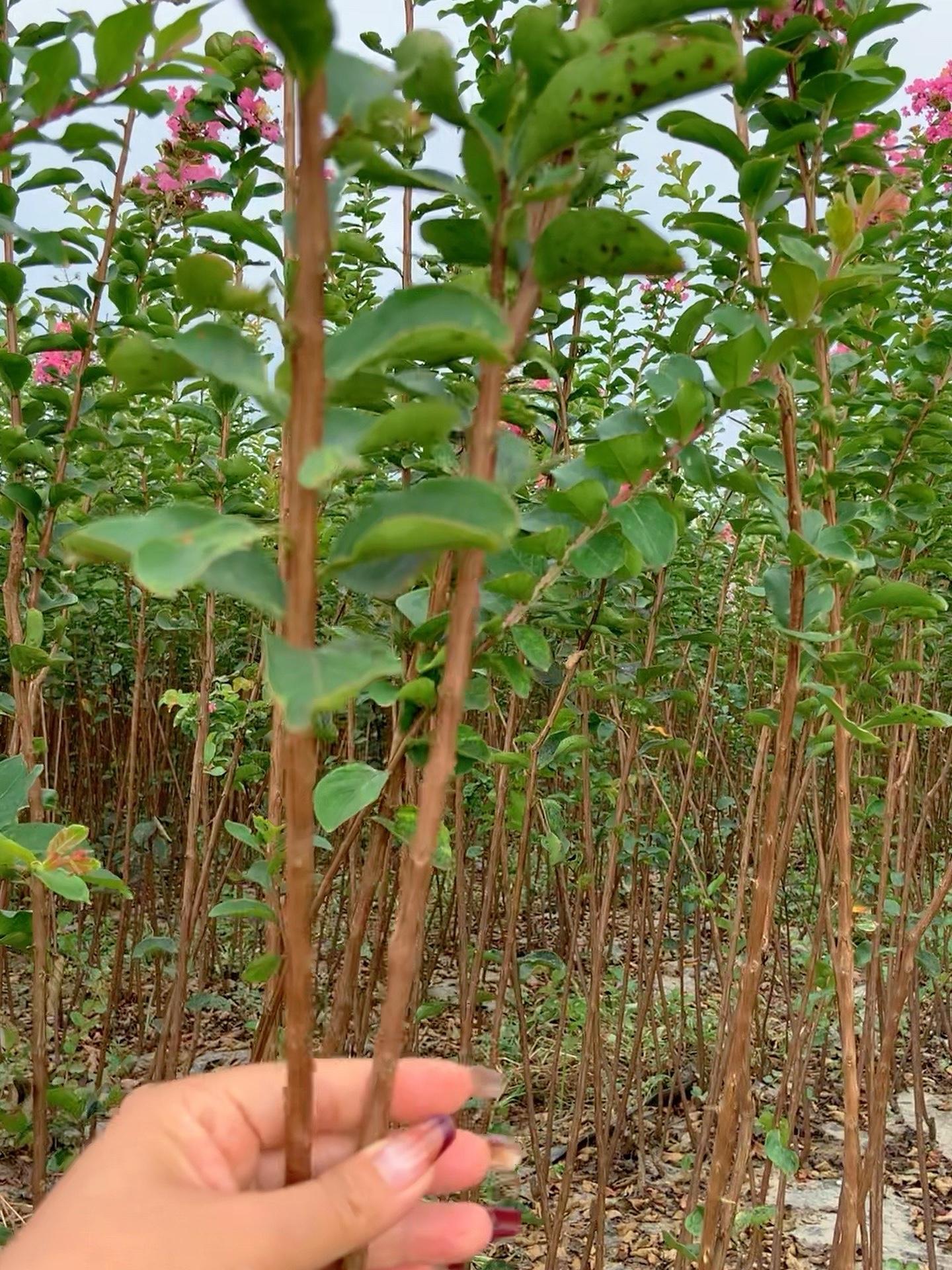 紫薇编织苗 基地直发 自产自销 造型树 金牌苗木人 苗木种植基地