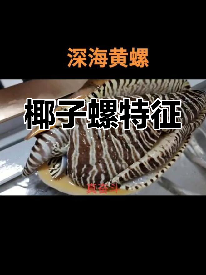 椰子螺,黄褐色贝壳,捕食贝类和小动物