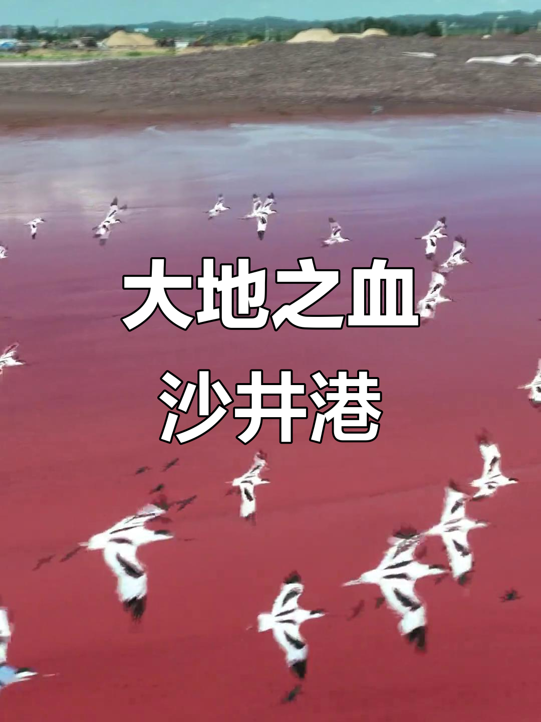 钦州沙井港的地理奇观,犹如大地血脉般震撼人心