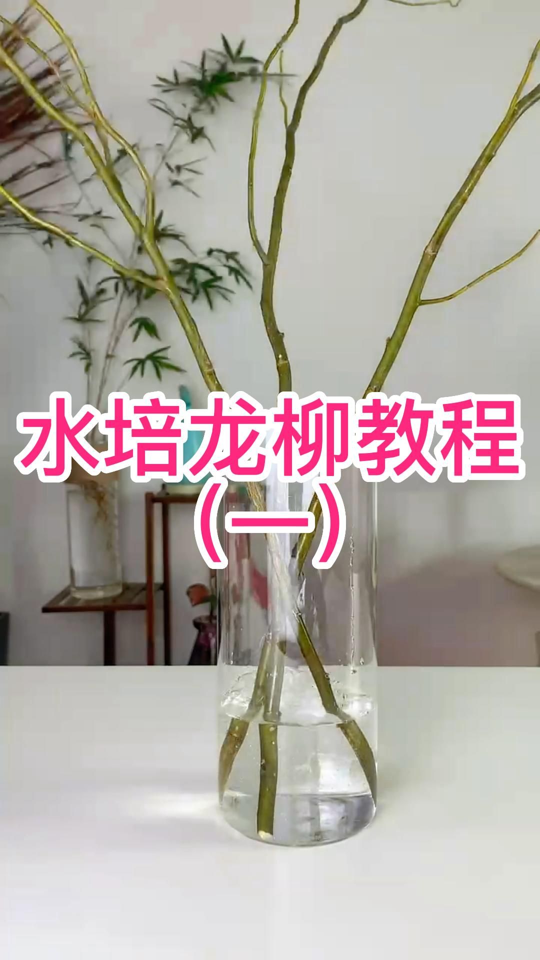 水培龙柳教程（一）-度小视