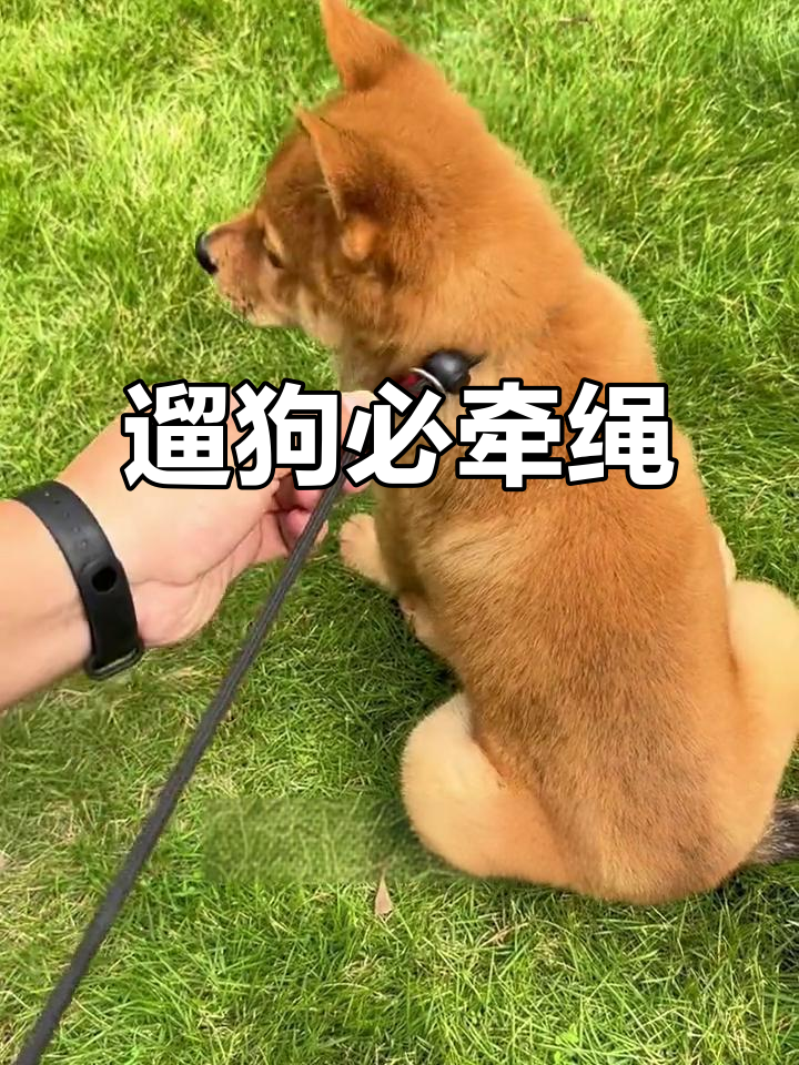 遛狗牵绳,保护自己和狗狗的安全