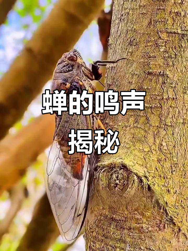 为什么蝉总是叫个不停?原来它们的叫声是这样发出来的