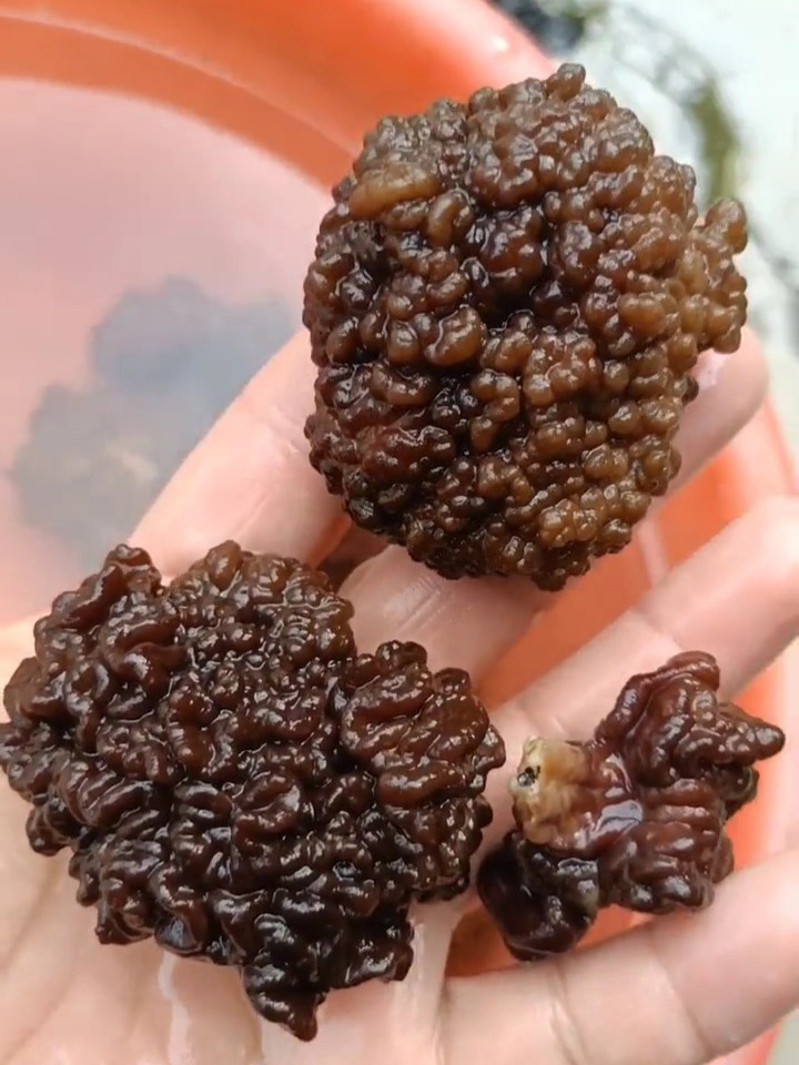 猴脑菌核桃菌玛咖菌玛卡菌松花菌黑球菌