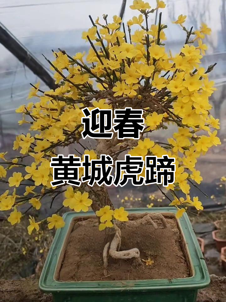 黄城虎蹄迎春花,美丽盆景迎接新春