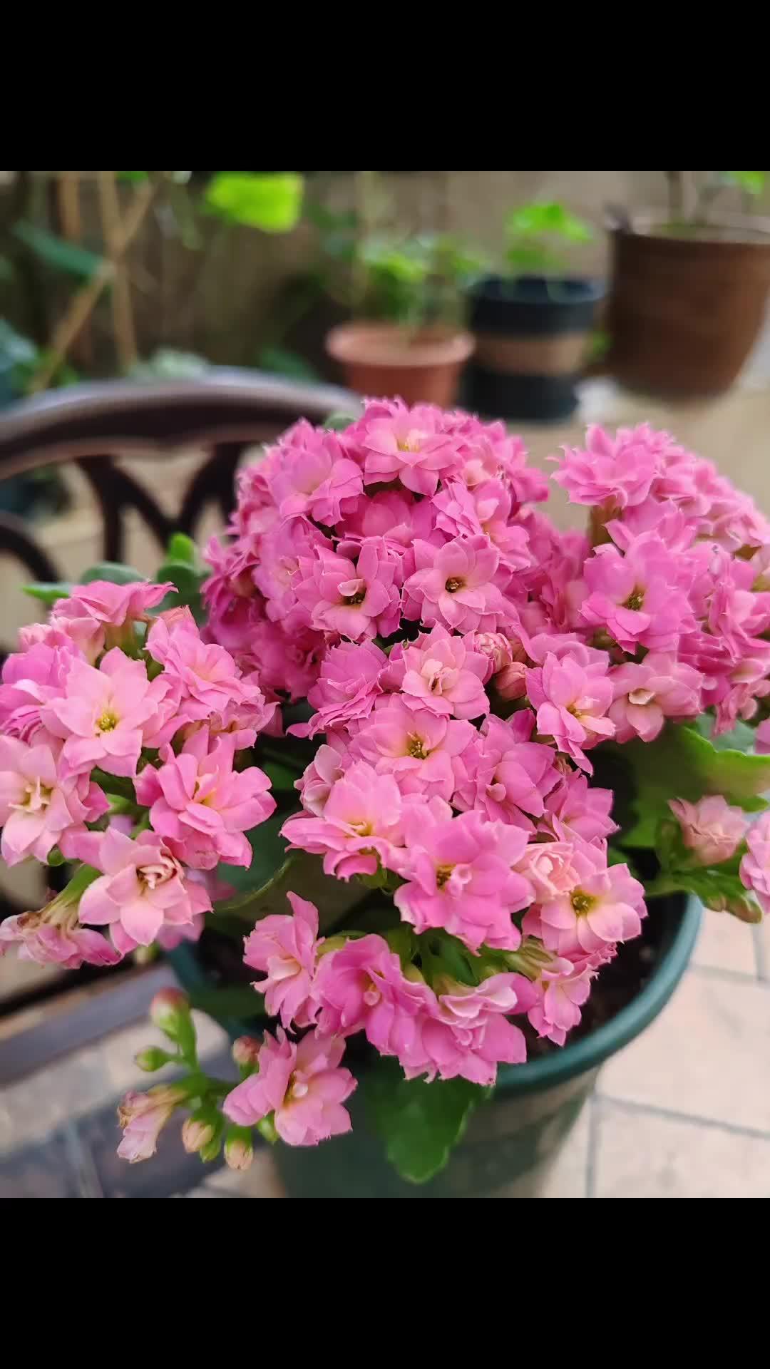 爱生活爱养花 好看的花一定要分享给你 想看看你相册里的花花 我的