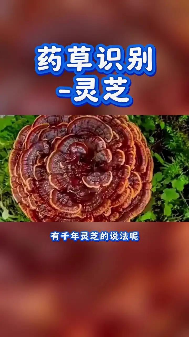 人间仙草:灵芝;药草识别
