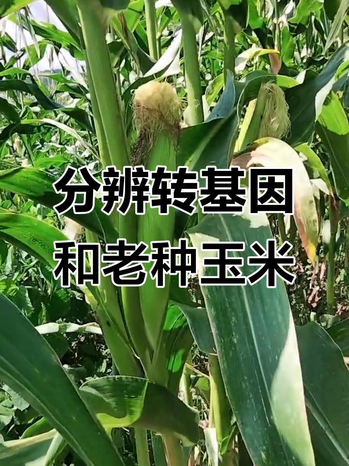 如何区分转基因与老种子玉米,看苞米皮上的"鱼鳍"特征