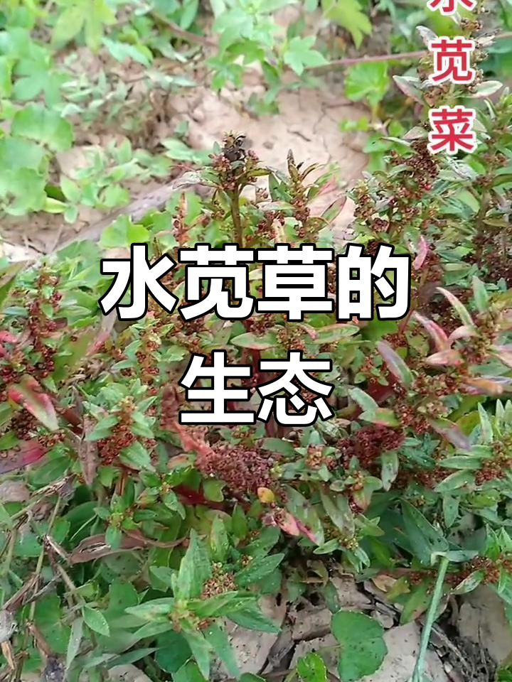 10月水苋菜,一年生草本,潮湿环境常见
