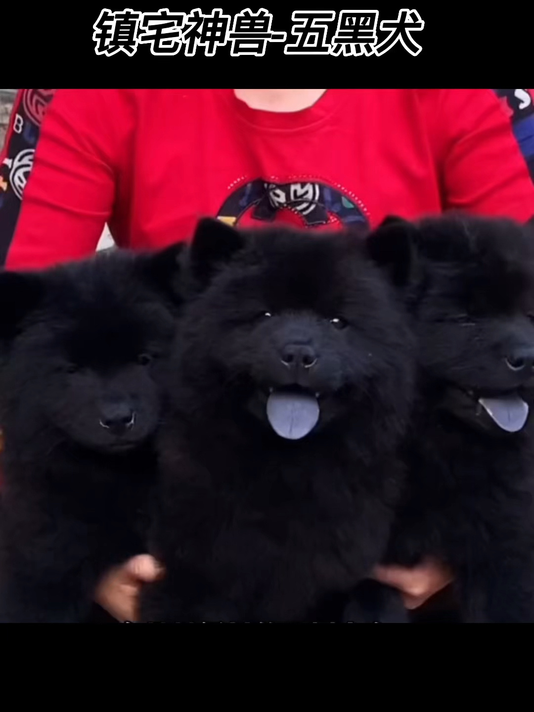 五黑犬幼崽聪明好动,活泼可爱