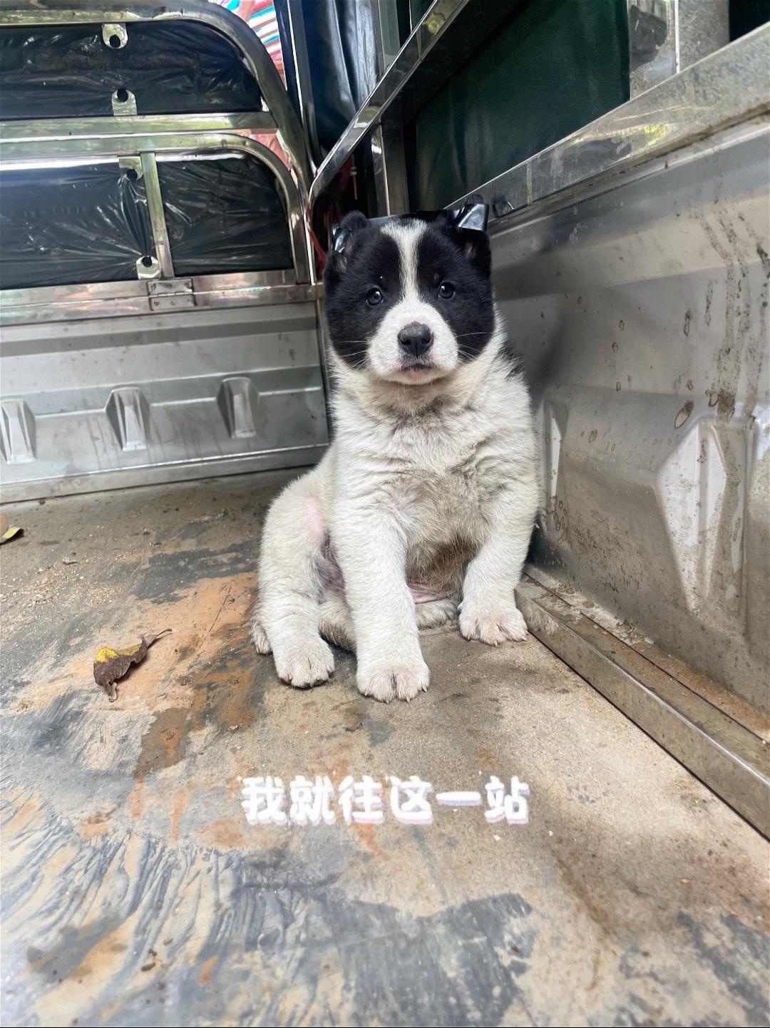 白狗白狗黑头身带印