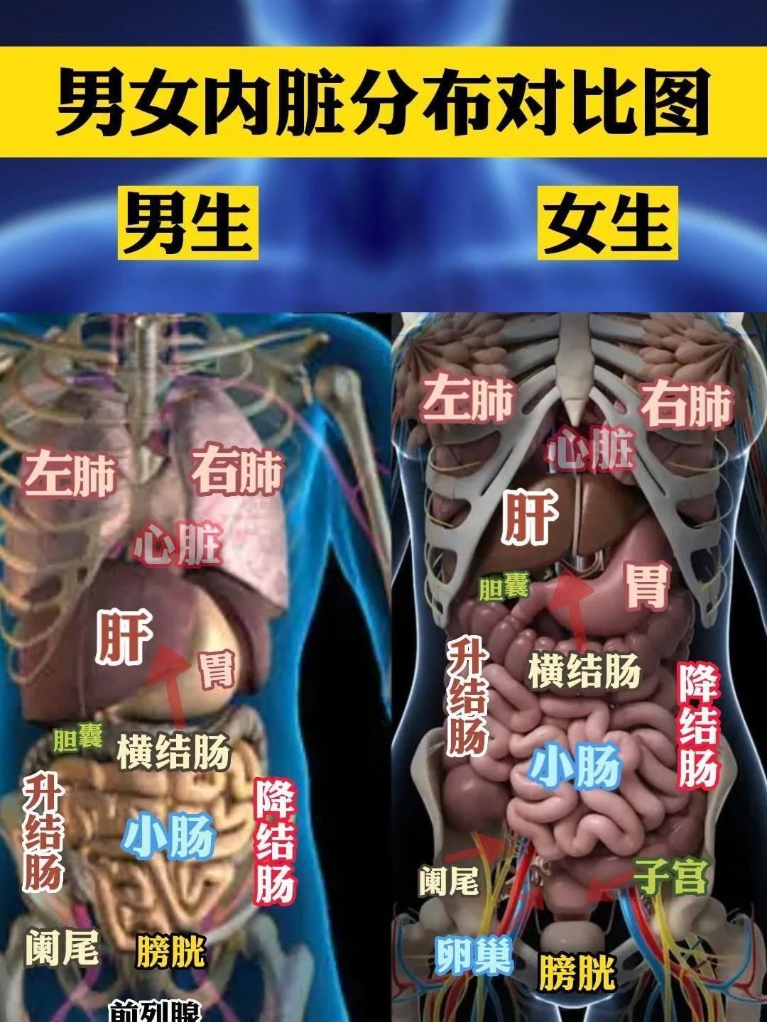 男女内脏分布图,快艾特好朋友一起学习
