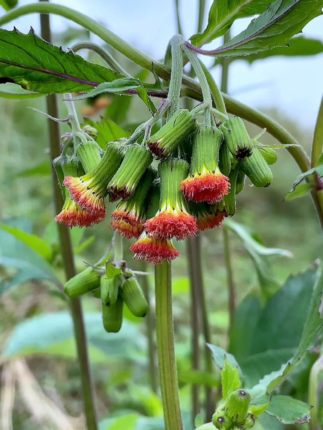 野茼蒿,又称革命菜,遇见采些回家