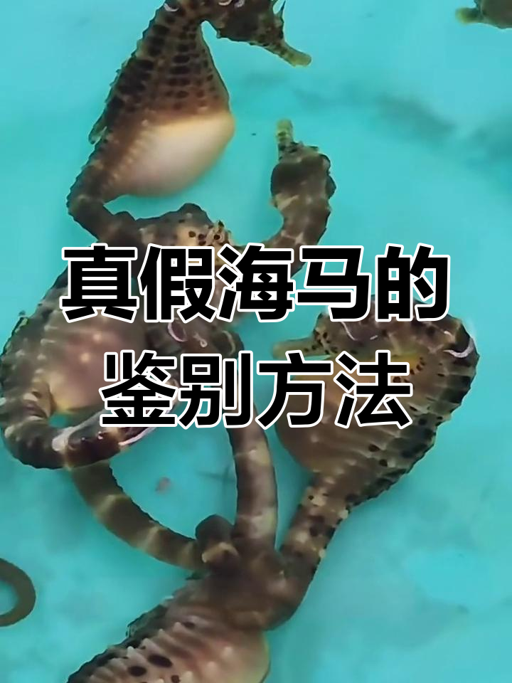 如何辨别真假海马?学会这些技巧轻松分辨