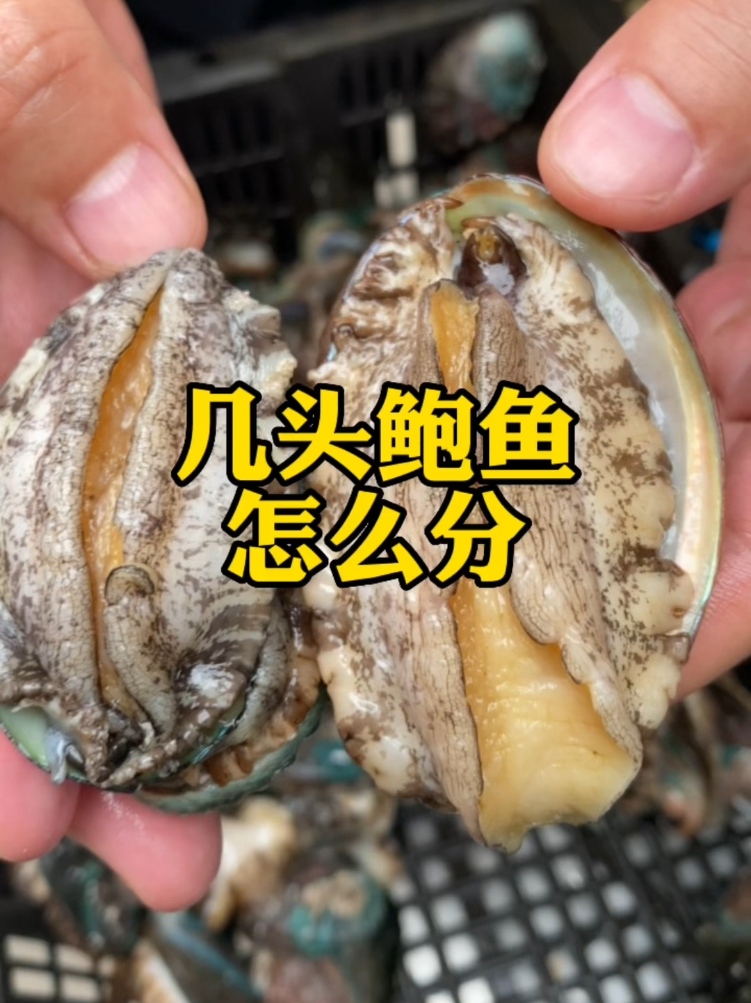 鲍鱼的头数是怎么区分的