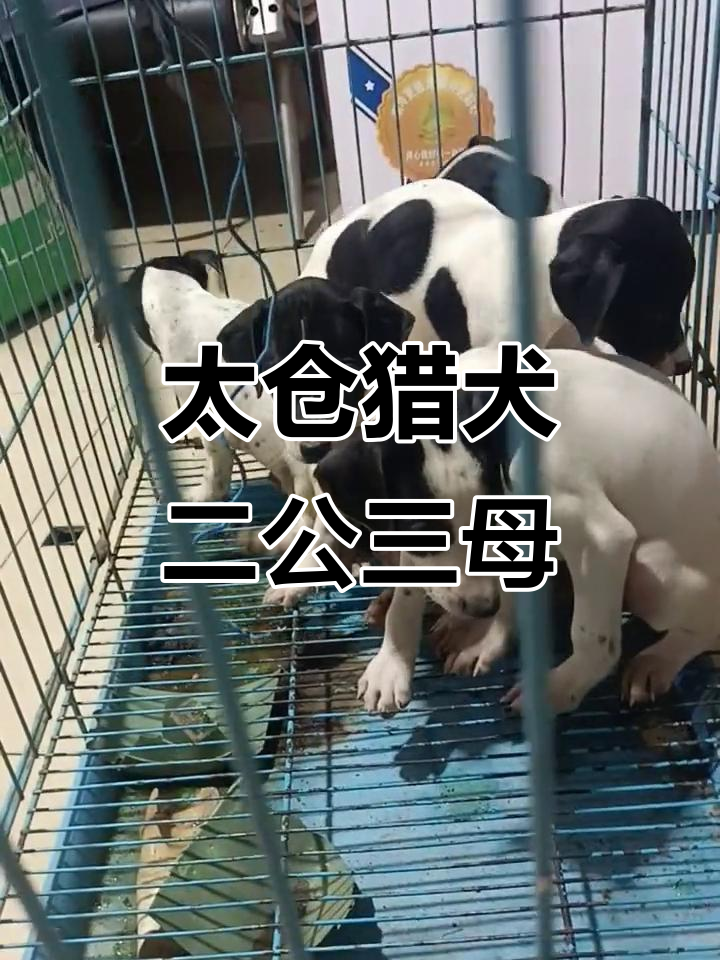 二公三母太仓猎犬,萌态十足