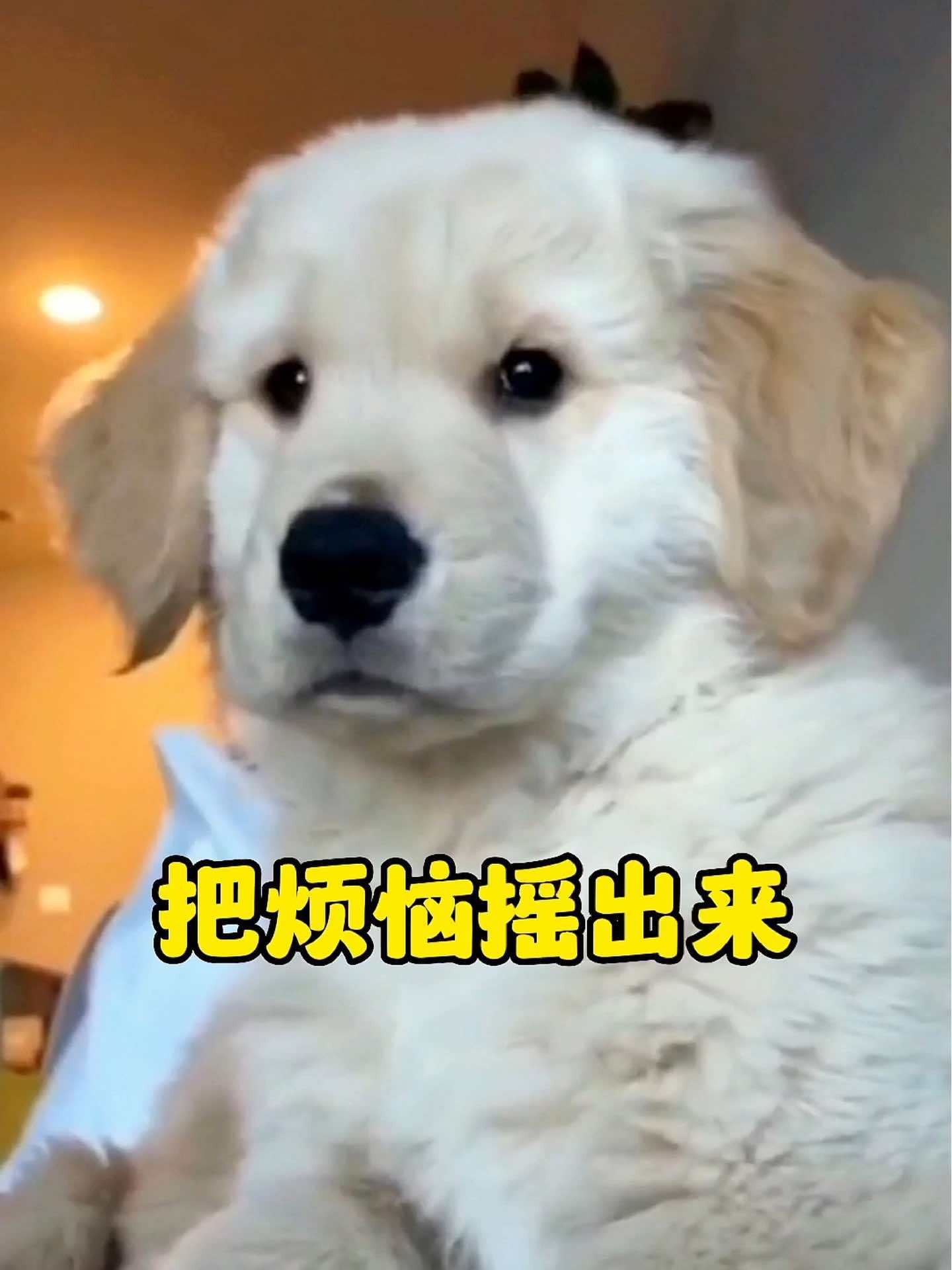 狗狗 可爱到爆炸99 戏精狗 烦恼进入我的耳朵里 抖音小助手