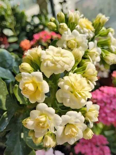 长寿花:白鲸,新品多多,喜欢私-度小视