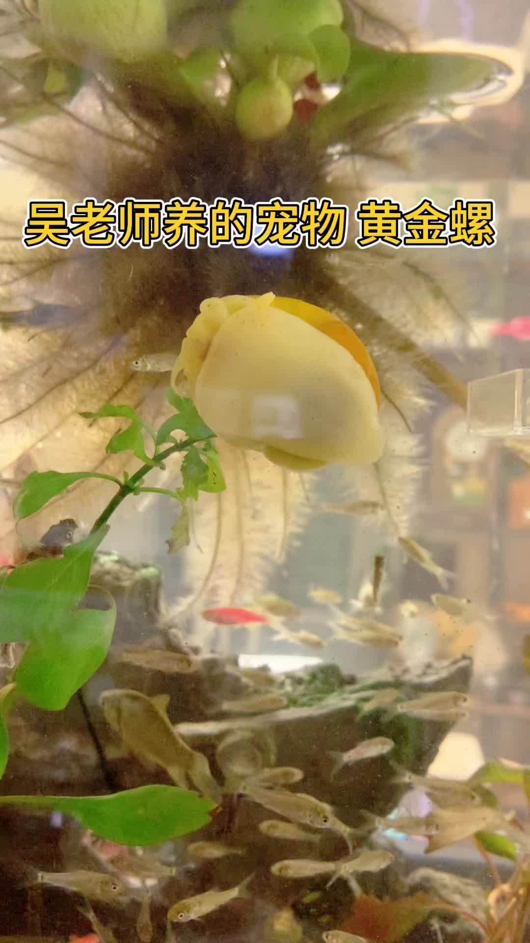 黄金螺产卵图片