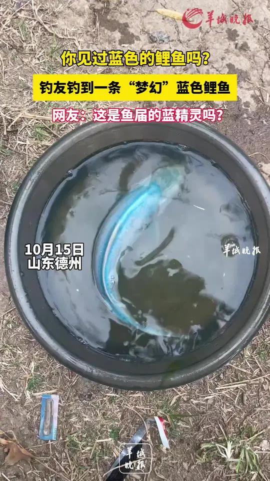 海钓蓝精灵鱼图片