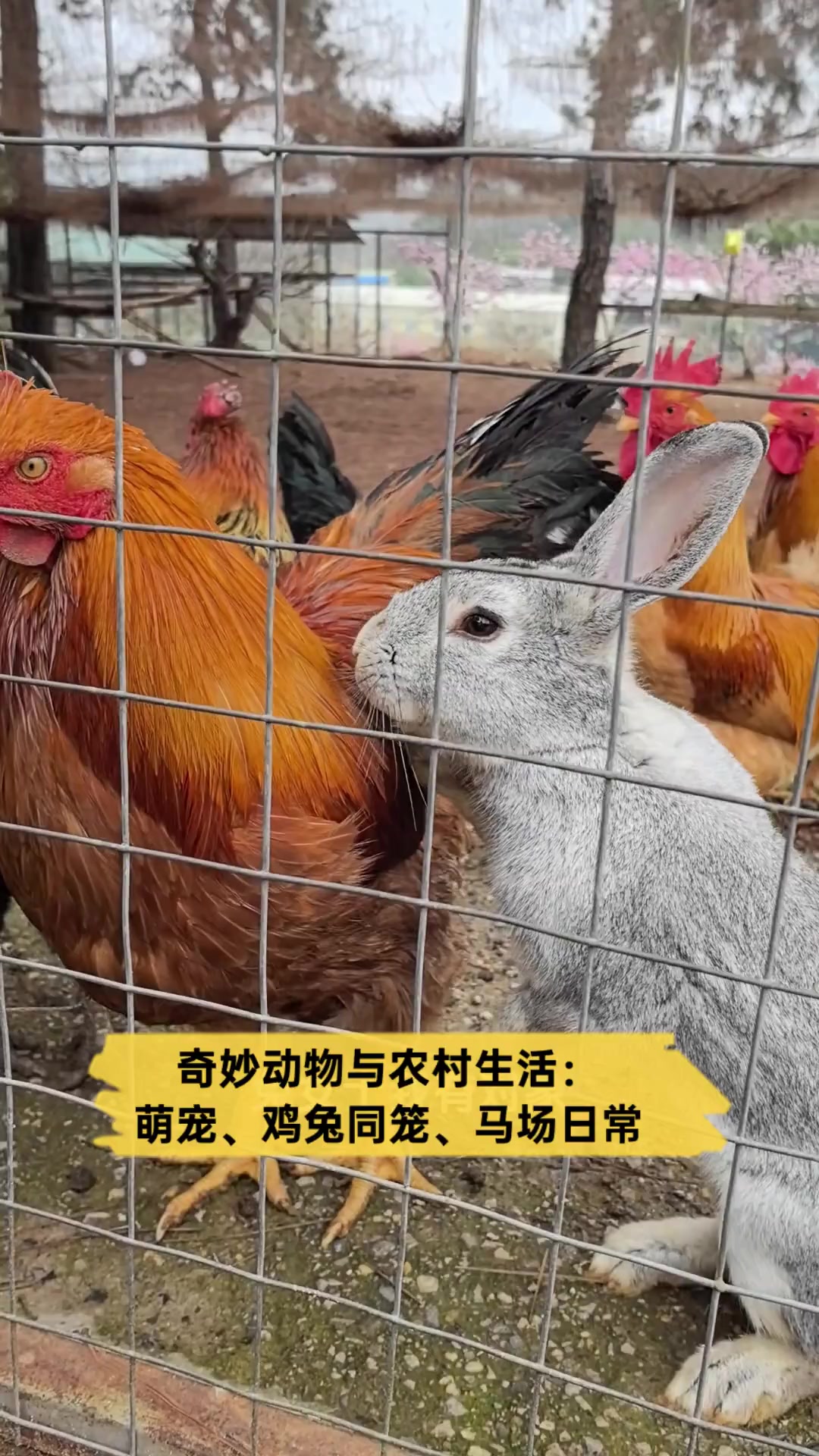 奇妙动物与农村生活:萌宠,鸡兔同笼,马场日常