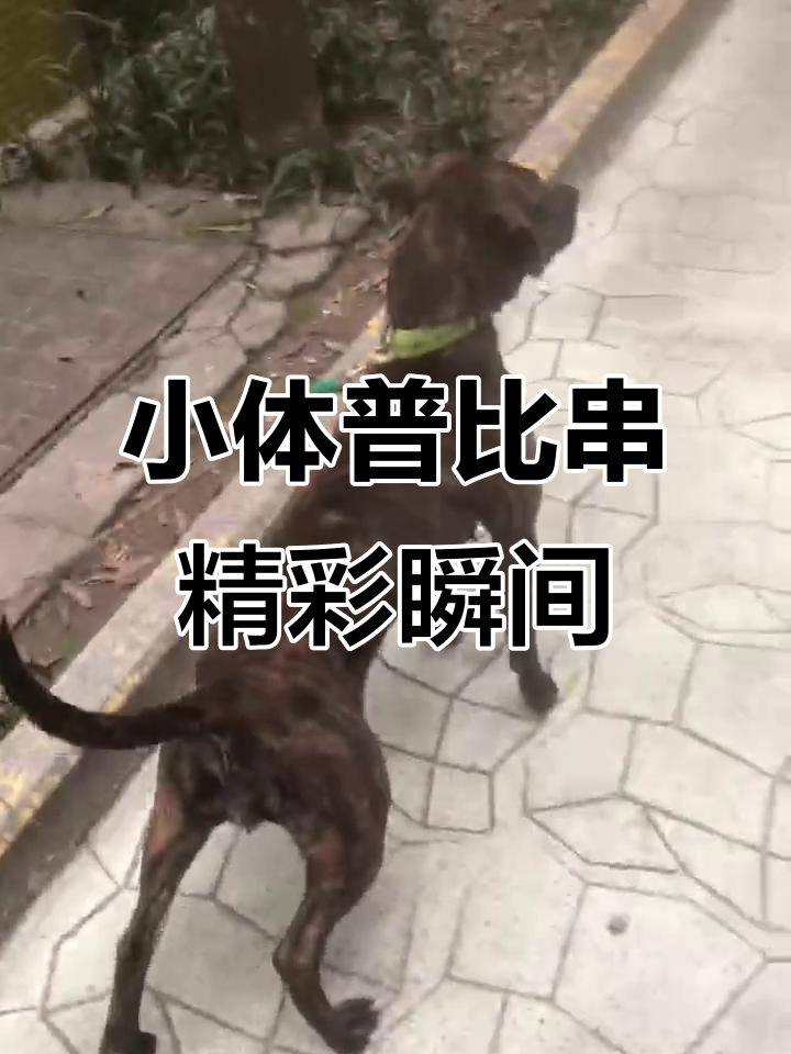 小体普比串的实战表现与魅力展示