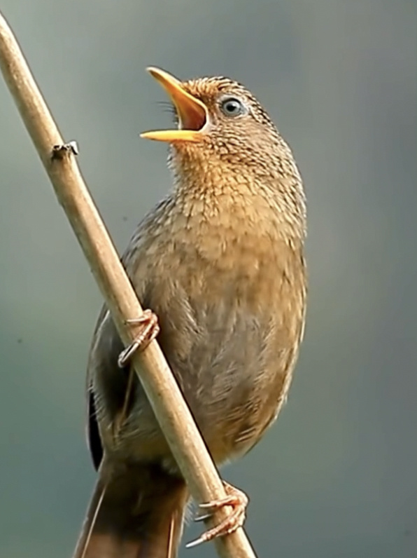 画眉鸟悠扬婉转的叫声,真是太好听啦!