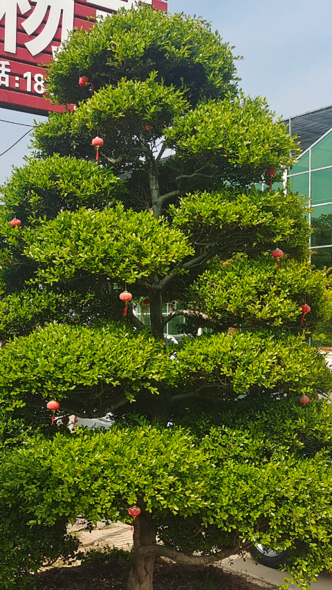 高杆瓜子黄杨树,四季常青不落叶,适合庭院别墅农家小院栽植-度小视
