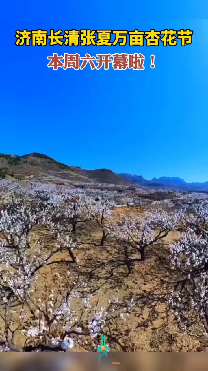 长清张夏万亩杏花节本周六开幕啦!-度小视