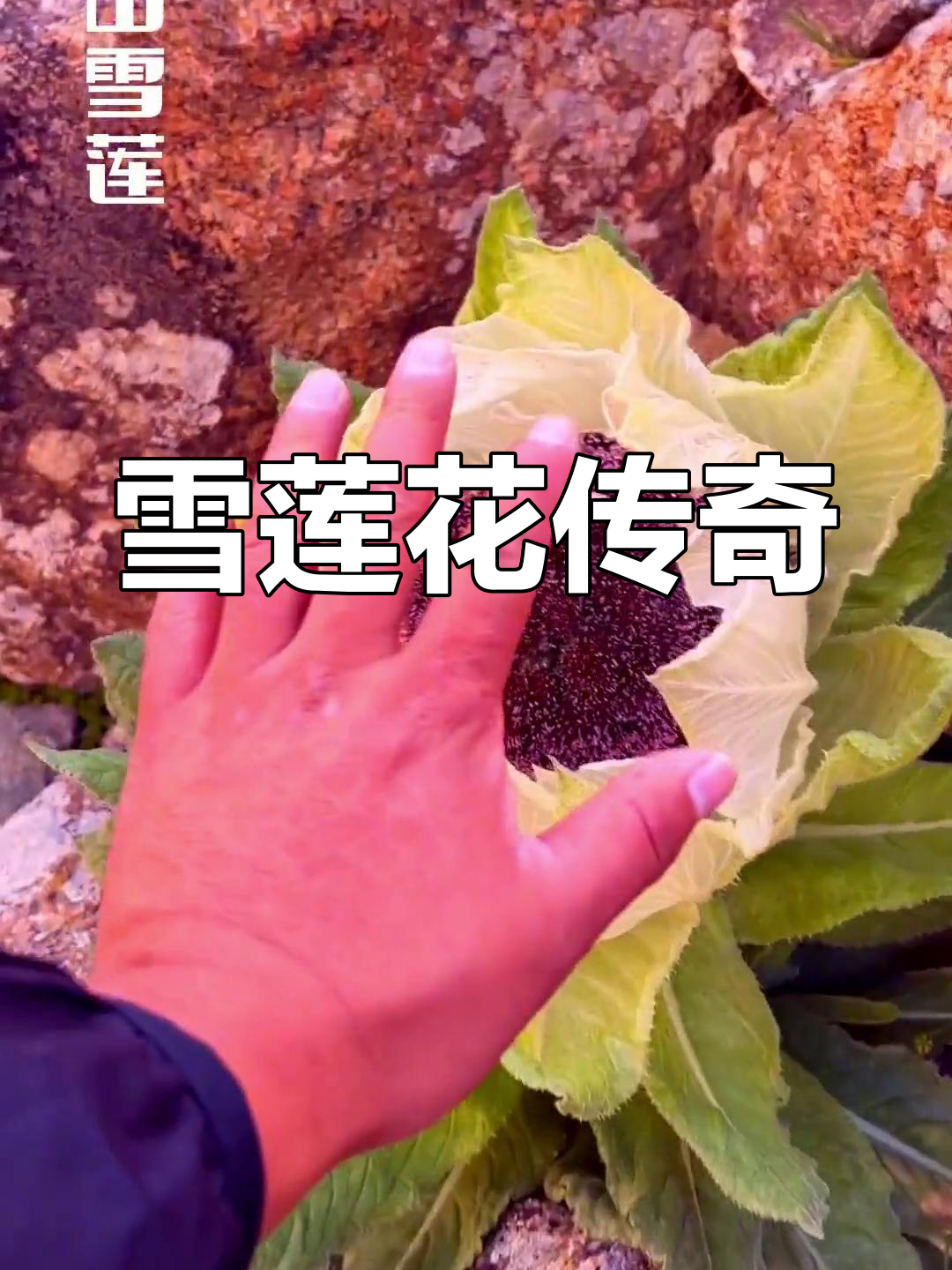 包含新疆天山天池雪莲科普的词条