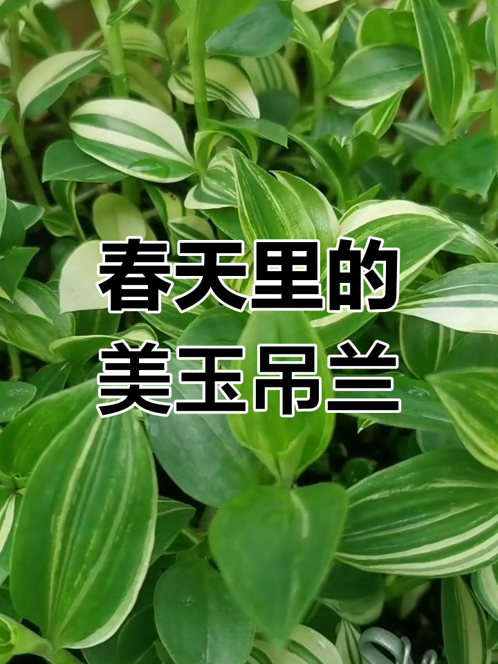 青白玉吊兰的美丽,春天的温暖与孤独