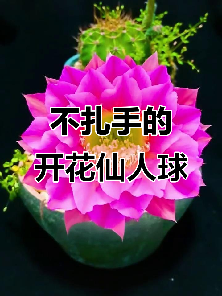 软刺仙人球,开花如牡丹,光照充足四季常开