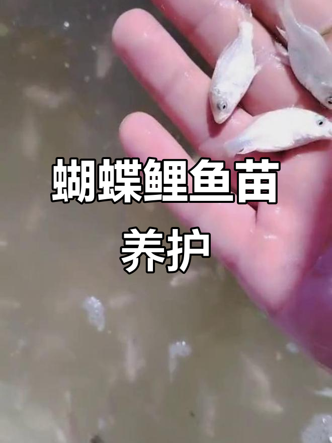 蝴蝶鲤鱼苗养殖技巧,如何喂食与护理