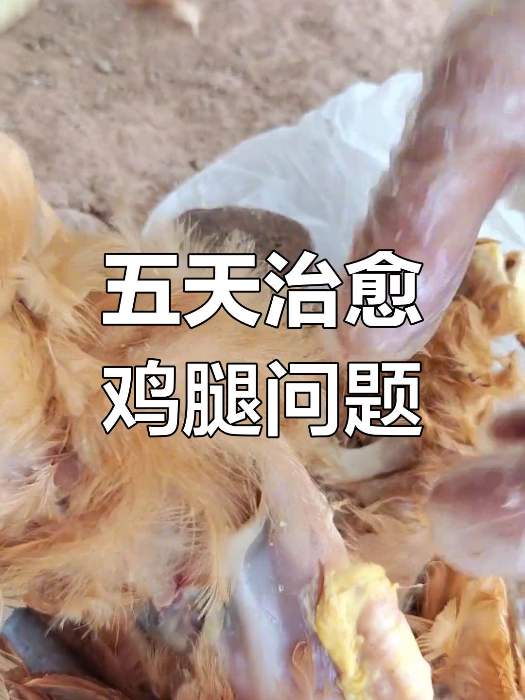 鸡腿关节肿大,脓液处理五天见效
