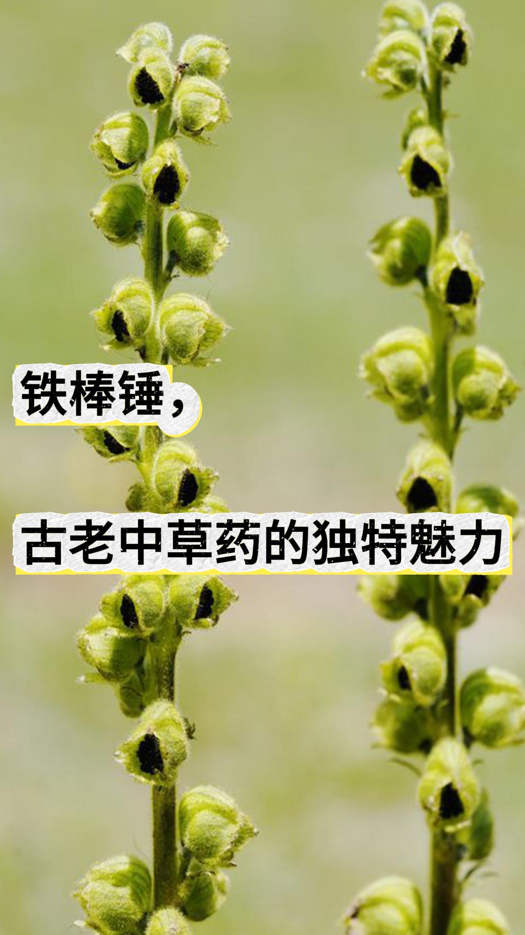 铁棒锤,古老中草药的独特魅力