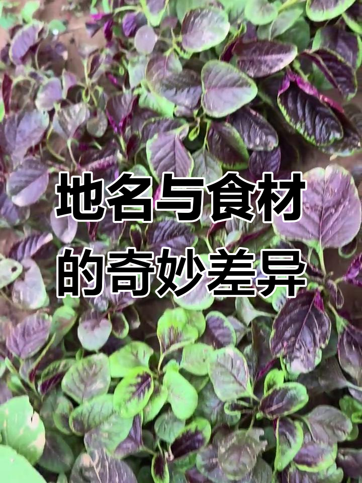苋菜在湖北叫玉米菜,炒着吃蒜香十足,各地称呼差异大