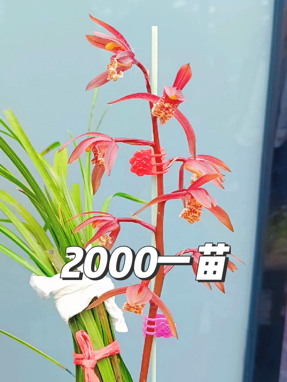 爱兰花爱生活 兰花 蕙兰