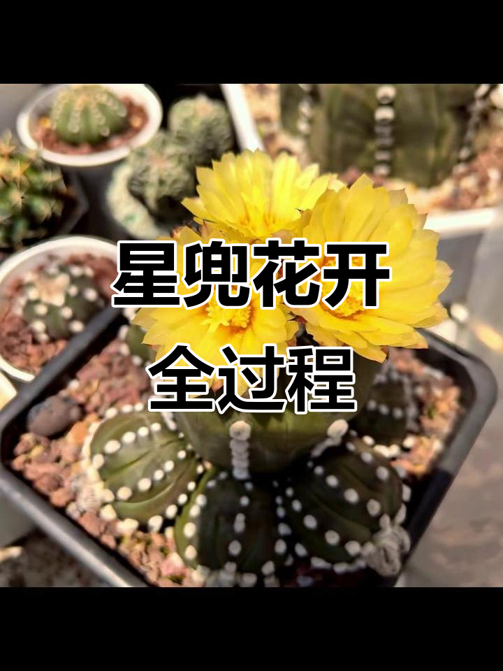 仙人球开花大揭秘,星兜绽放惊艳瞬间