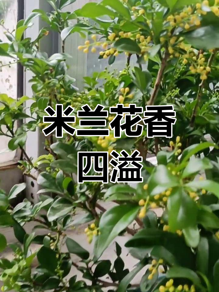 香水米兰开花,香气扑鼻