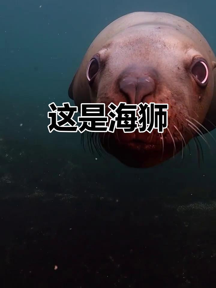 海狮和海豹大不同,别认错哦!