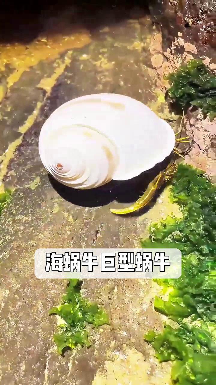 海蜗牛巨型蜗牛