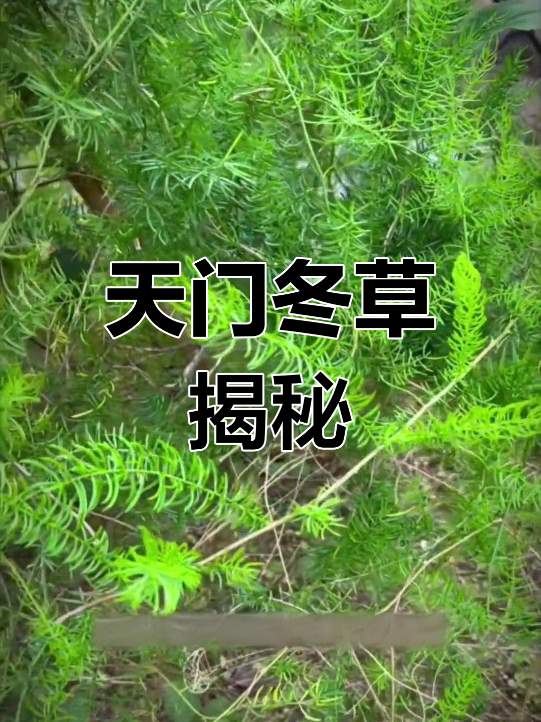 天冬草,多年生草本植物,你了解吗?