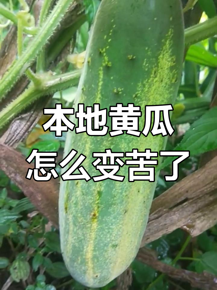 黄瓜为什么苦