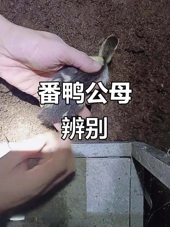 小番鸭公母分辨技巧,一看就懂