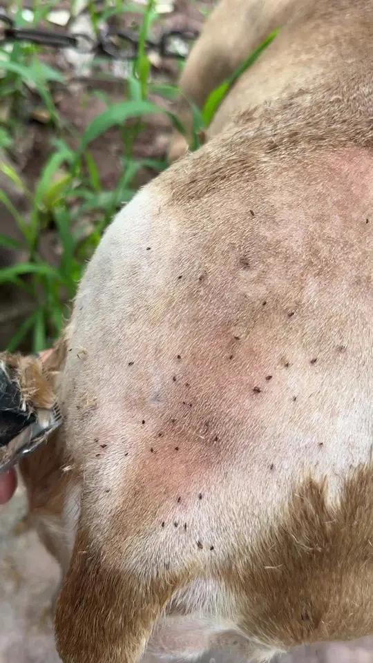 朋友的狗来借配,到了发现身上全是跳蚤,先给它处理一下再配