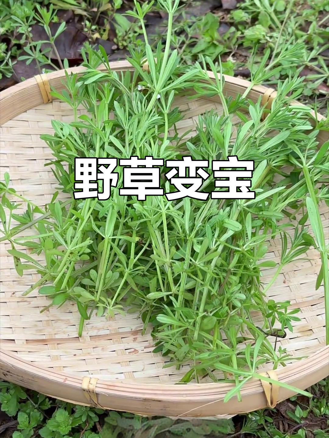 农村常见野草,竟是治病良药,拉拉藤与猪殃殃的神奇功效